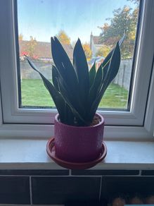 Plant