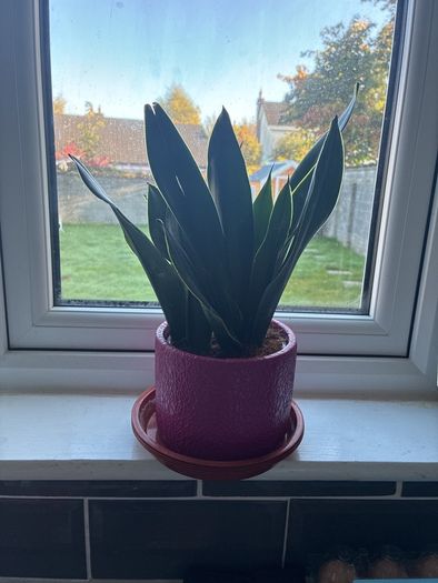 Plant