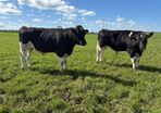 Pedigree Registered Friesian Bulls