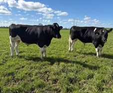 Pedigree Registered Friesian Bulls