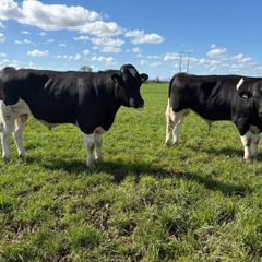Pedigree Registered Friesian Bulls