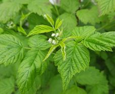 Raspberry plant