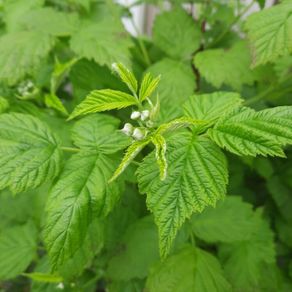 Raspberry plant