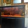Fish Tank Fluval Rio 240 Image 3