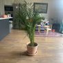 plant house plant terracotta pot with bottom plate Image 3