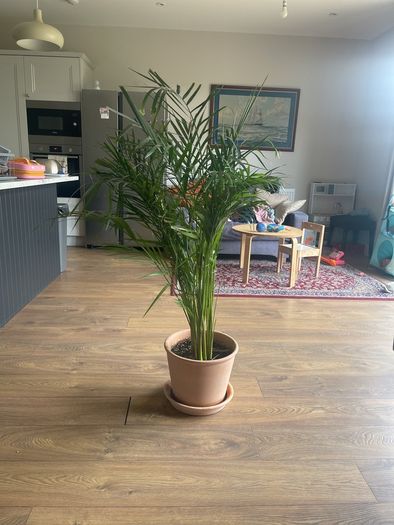plant house plant terracotta pot with bottom plate