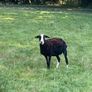 Zwartbles Ewes Image 4