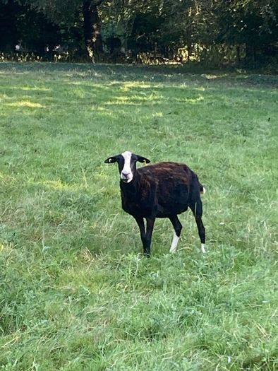 Zwartbles Ewes