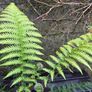 tree ferns - dicksonia antarctica Image 4