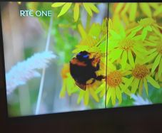 50" Samsung TV Please Read