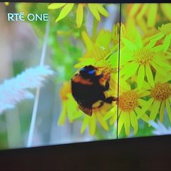 50" Samsung TV Please Read