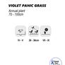 (G) Violet Panic Grass Seeds 4g (185233) Image 3