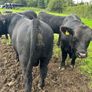 Pedigree Angus Bulls Image 3