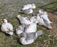 Muscovy ducks 11 weeks old