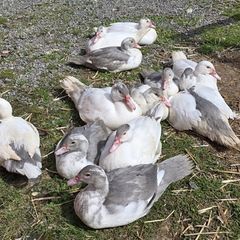 Muscovy ducks 11 weeks old