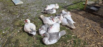Muscovy ducks 11 weeks old