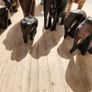 Elephants  2 Image 4