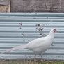 Pheasants 2026 Image 4