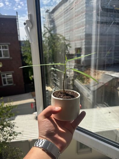 Australian bottle tree one bud is on sale