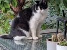 Pet/house sitting and pet walking Image 6