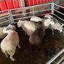 Texel Cross and Belclare Cross ewe lambs Image 6
