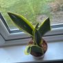 Snake Plant (Sansevieria) Image 3