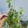 Tradescantia fluminensis Image 3