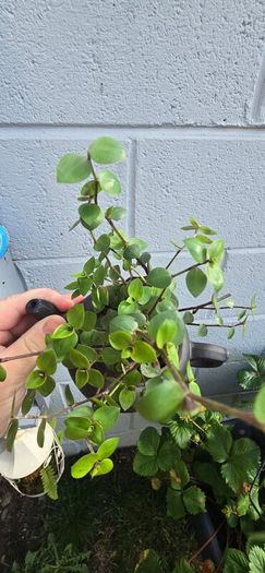 Tradescantia fluminensis