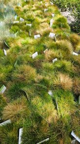 Ornamental Grasses
