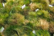 Ornamental Grasses