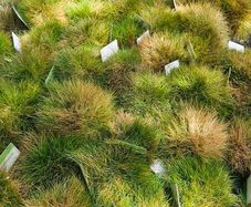 Ornamental Grasses