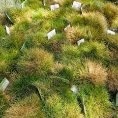 Ornamental Grasses