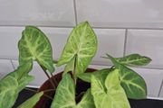 Home plant