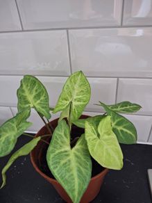 Home plant