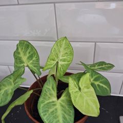 Home plant