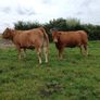 In calf Limousin heifers Image 6