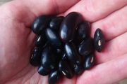 Runner Bean 'Black Knght' Irish Seeds