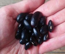 Runner Bean 'Black Knght' Irish Seeds