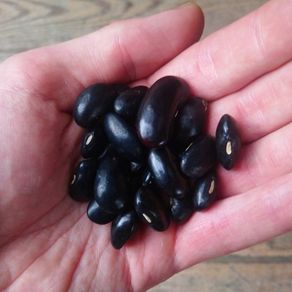 Runner Bean 'Black Knght' Irish Seeds