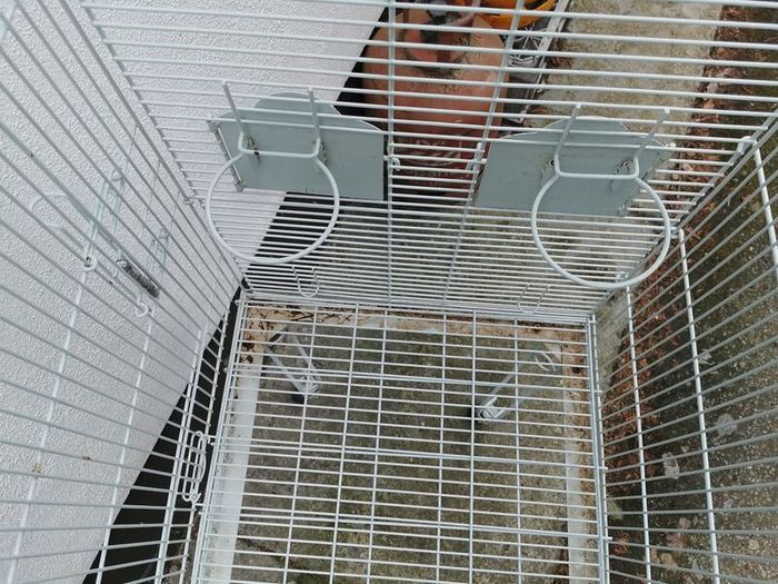 bird cage