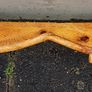 Rustic driftwood floating mantle / shelf Image 7