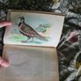 Scarce Lloyd's Natural History - 1896/7, 2 Vol. Set. Free Postage. Image 9