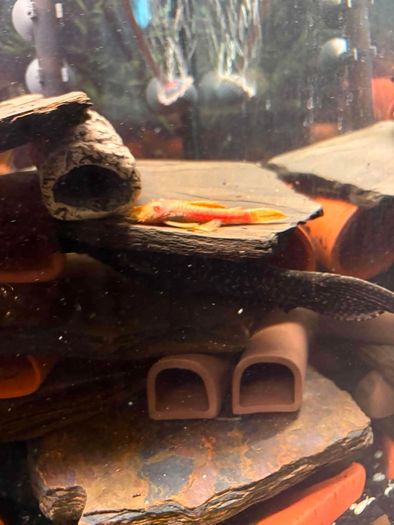 fish
