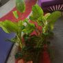 Fish tank plants anubias Image 3
