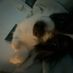 raisin_sult21
