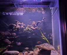 1000ltr Fish Tank Best Offer Takes It, Need It Gone Asap
