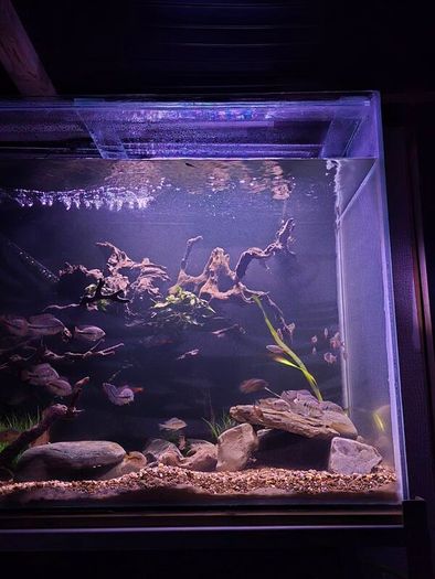 1000ltr Fish Tank Best Offer Takes It, Need It Gone Asap