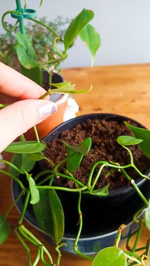 plant
