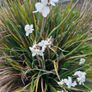 Grasses, New Zealand Iris Image 2