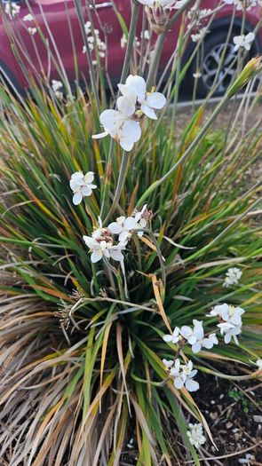 Grasses, New Zealand Iris